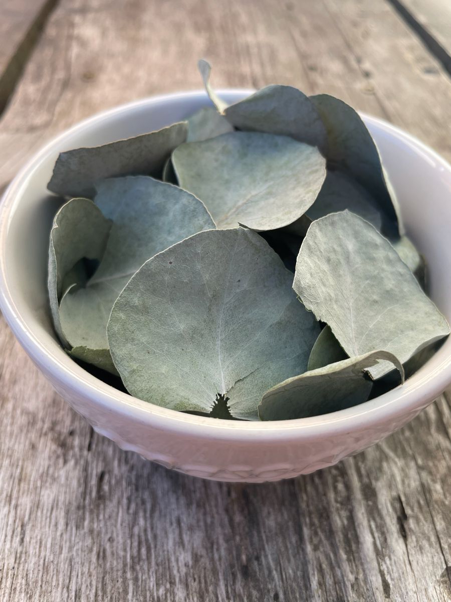 Dried Eucalyptus, 1/8 oz - Image 2